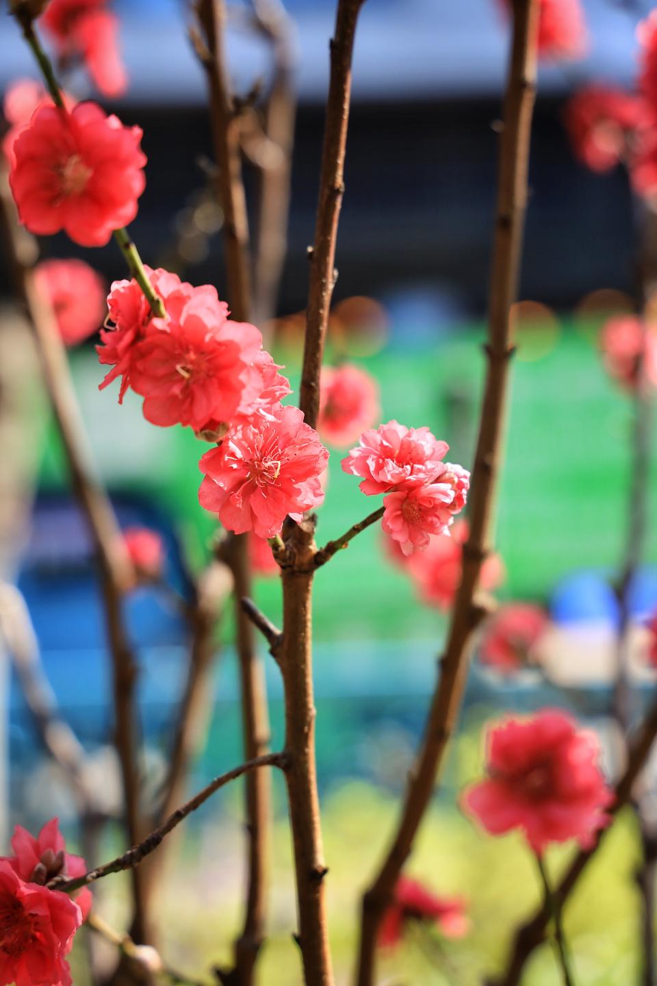 桃花樹比富士櫻還矮少，可以輕易拍攝或「合照」也可以。