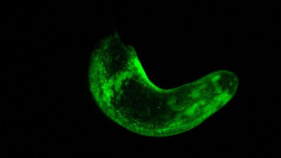 An image of a worm that can regenerate itself, and now, glow in the dark thanks to efforts by scientists.