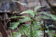 In this photo taken early January 2020, and provided Thursday, Jan. 16, 2020, by the NSW National Parks and Wildlife Service, a Wollemi pine tree sapling grows on the forest floor in the Wollemi National Park, New South Wales, Australia. Specialist firefighters have saved the world's last remaining wild stand of a prehistoric tree from wildfires that razed forests west of Sydney. (NSW National Parks and Wildfire Service via AP)