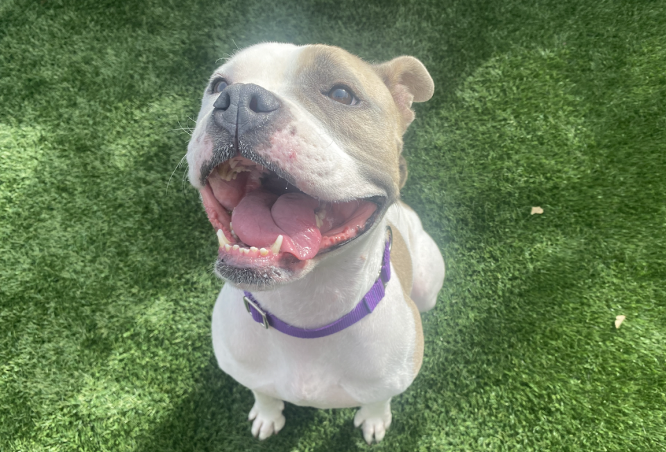 Sassy (A303884) is one of several dogs available for adoption at the San Luis Obispo County Animal Shelter. Bella Slosberg