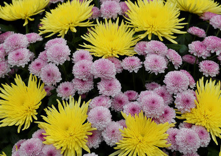 A display of Chrysanthemum are seen at the RHS Chelsea Flower Show in London, Britain, May 21, 2018. REUTERS/Toby Melville
