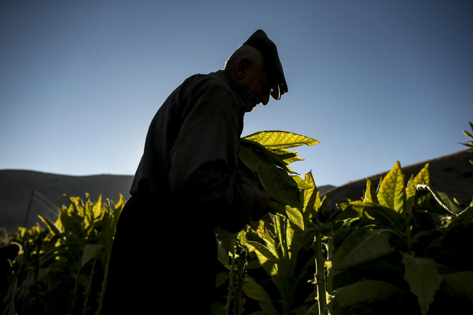 Zekariya Cektir, 75, collects tobacco leaves in a field near Kurudere village, Adiyaman province, southeast Turkey, Wednesday, Sept. 28, 2022. Tobacco growers in southeast Turkey's Celikhan district are feeling the pinch as annual inflation reaches a new 24-year high. Official data released Monday Oct. 3, 2022 shows consumer prices rise 83.45% from a year earlier, further hitting households already facing high energy, food and housing costs. Experts say the real rate of inflation is much higher than official statistics, at an eye-watering 186%. (AP Photo/Emrah Gurel)