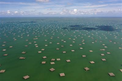嘉義縣東石鄉有外傘頂洲屏障，是台灣最大的牡蠣產地。圖為浮筏式的牡蠣養殖方式。