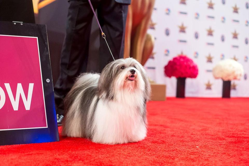 The dog took home the show's top prize after winning the Toy Group earlier in the day.