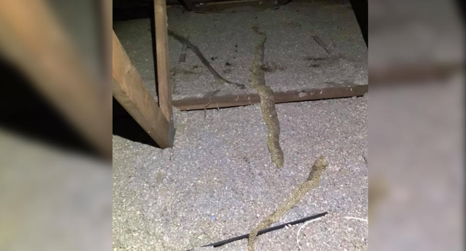 The snake catcher found over ten shed snake skins littered around the roof. Source: Facebook/Sunshine Coast Snake Catchers 24/7