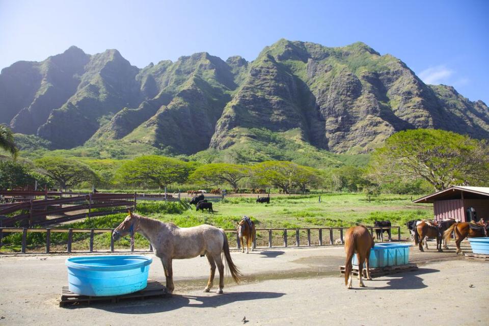Kualoa Ranch's equine tour guides | Barry Winiker / Getty Images