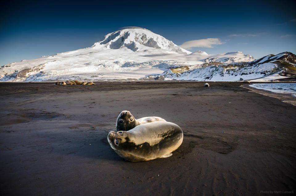 Heard Island's snowy peak in the background with two elephant seals in front.