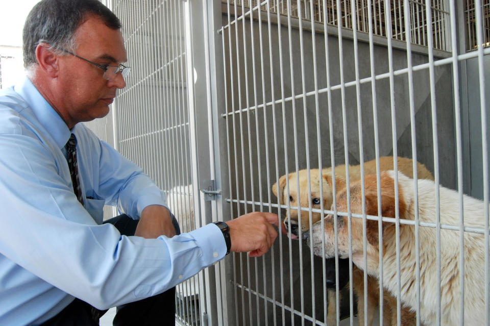 This image provided by the San Bernardino County Animal Shelter in San Bernardino, Calif., Supervising Animal Control Officer Doug Smith interacting with two dogs at the shelter on Friday, July 5, 2013. More than 130 dogs, seized from a hoarder two weeks ago, had been living in one large pack for years without proper food, medical care or human interaction, officials said. They can only be released to rescue groups because of the costly and extensive medical care and behavior work they need. (AP Photo/San Bernardino County Animal Shelter, C.L. Lopez)