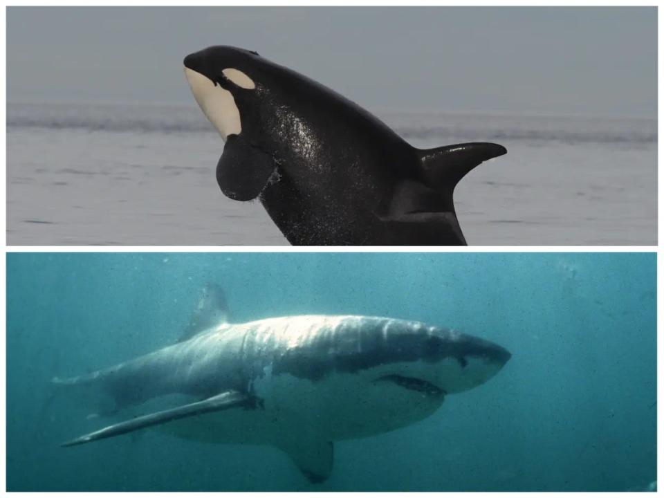 A collage with a photo of a killer whale and a great white shark.