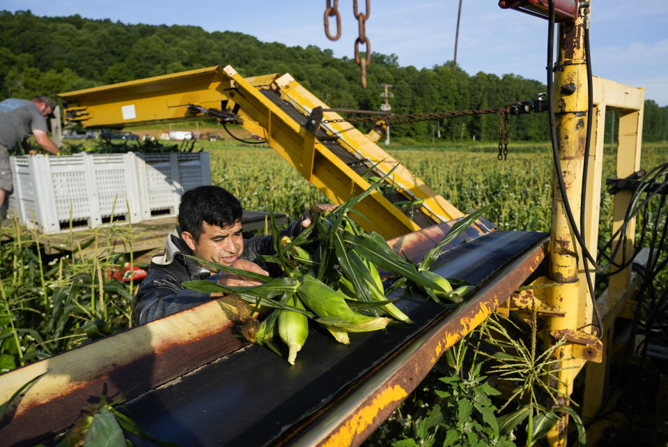 Pedro Murrieta Baltazar places a handful of sweet corn onto a conveyor belt while working, Friday, July 7, 2023, at a farm in Waverly, Ohio. As Earth this week set and then repeatedly broke unofficial records for average global heat, it served as a reminder of a danger that climate change is making steadily worse for farmworkers and others who labor outside. (AP Photo/Joshua A. Bickel)