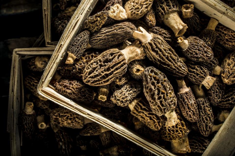 10) Morel