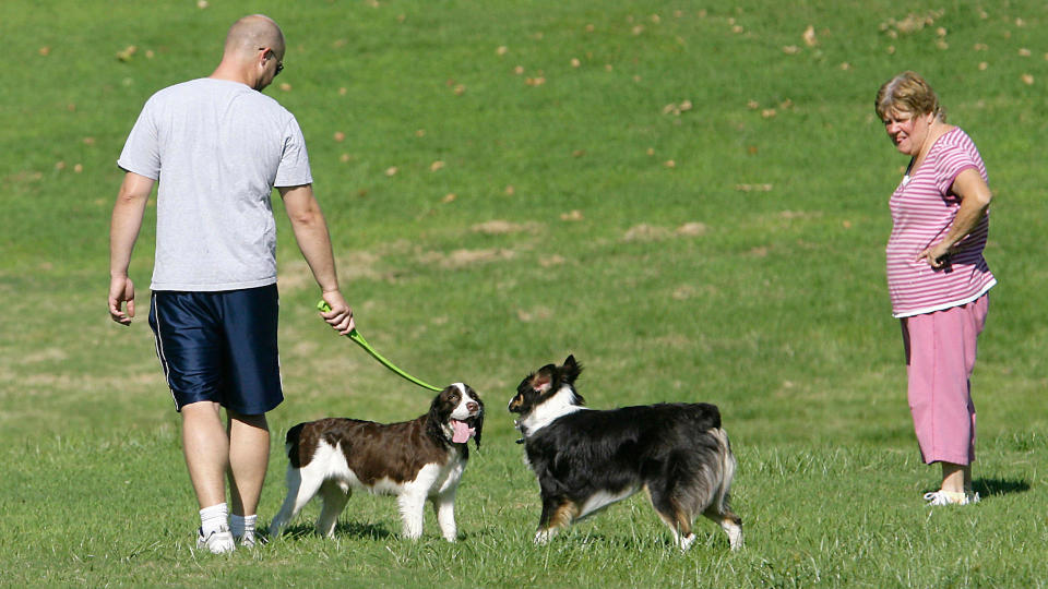 two dogs play in a park with their owners