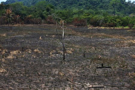 A deforested and burnt area is seen in Jamanxim National Forest, in the Amazon near Novo Progresso