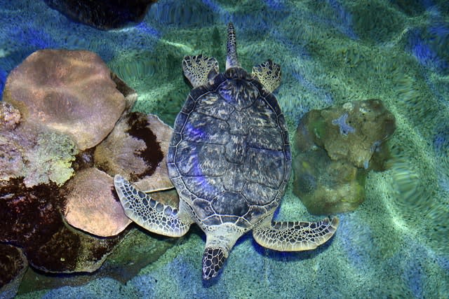 Green sea turtle