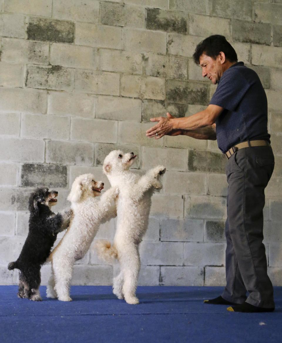 In this photo taken on Tuesday, April 22, 2014, Richard Olate works on a routine with performing dogs, from left, Loca, Copo and Toby, during a training session in Sorrento, Fla. Since the father and son took their 10 flipping, twirling dogs from the center ring of a circus to the stage of a reality show, where they won TV competition "America's Got Talent," people pack their performances at large venues and they have been tapped to star in short films bankrolled by Ellen DeGeneres' pet food company, one of which is set to screen at the Cannes Film Festival. (AP Photo/John Raoux)