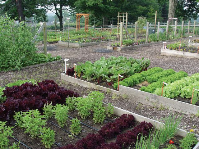 Photo: W. Atlee Burpee & Co. The Money Garden - Vegetable Test Garden