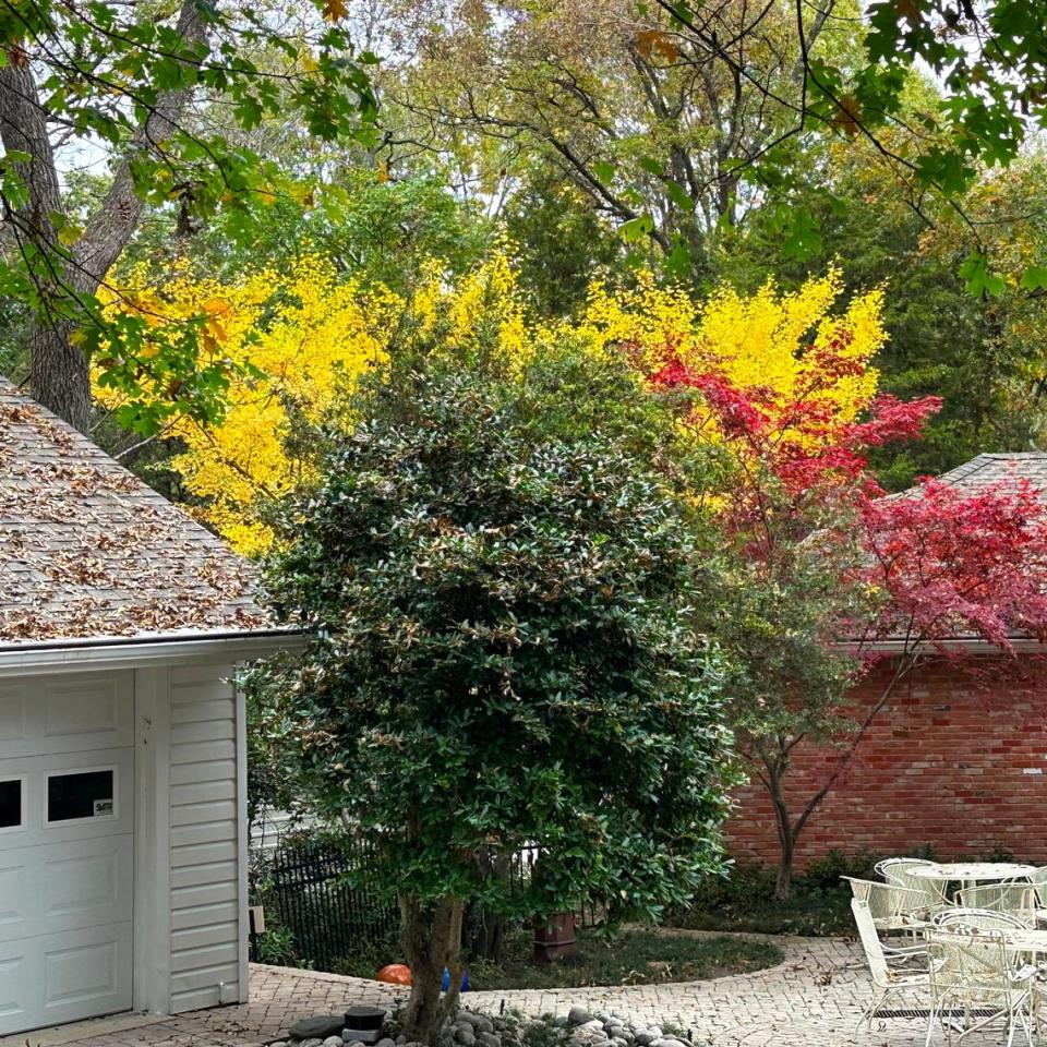 Four small trees are aligned. Nellie R. Stevens holly is in front, then yaupon holly, Japanese maple (variety Bloodgood) and Ginkgo Autumn Gold.