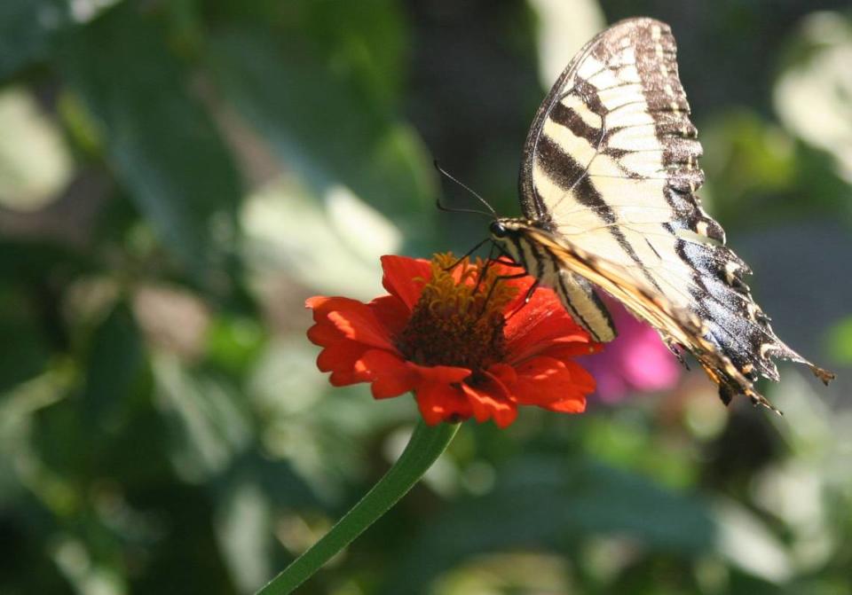 A Memorial Butterfly Release event will be at 5:30 p.m. Tuesday, May 23, at St. Elizabeth’s Hospital, 1 St. Elizabeth’s Blvd., O’Fallon.