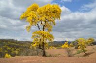 <p>Fotografía cedida de un bosque de guayacanes en el cantón Zapotillo, en el sur de Ecuador. Zapotillo es uno de los cantones del sur de Ecuador que forman parte de la reserva de la biósfera declarada por a Unesco en 2015 y aunque los guayacanes están allí desde hace muchos años, fue desde 2012 que se comenzó a potenciar al turismo el espectacular florecimiento masivo de la milenaria especie. Esa explosión de vida y color ocurre normalmente una vez al año y dura máximo ocho días, por lo que las autoridades de Zapotillo han preparado rutas para los turistas, ferias culturales y aprovechan la ocasión para promocionar emprendimientos. EFE / Ministerio del Ambiente de Loja / SOLO USO EDITORIAL / NO VENTAS </p>