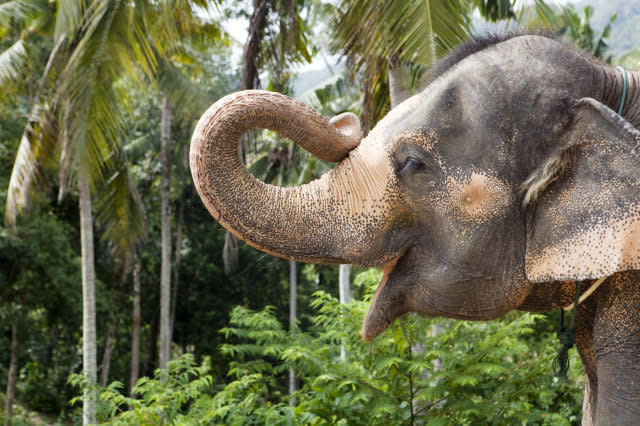 portrait of an elefant holding up his trunk