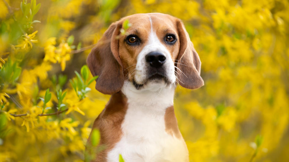 Beagle portrait