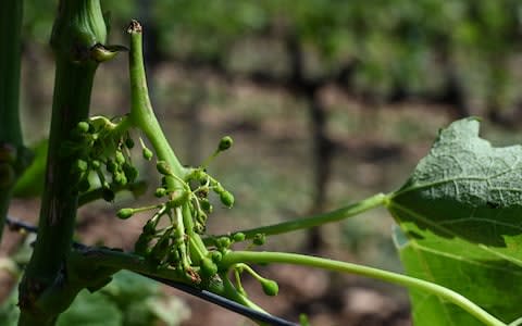 A grape in a vineyard in La Roche-de-Glun hit by hailstorm after a storm that caused one death in Haute-Savoie department and heavy damage in Drome department - Credit: PHILIPPE DESMAZES/AFP