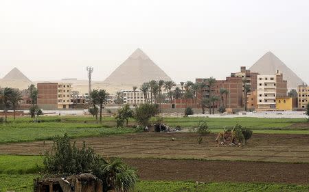 Farmers work at a rice field near the Great Giza pyramids on the outskirts of Cairo, Egypt in this November 2, 2014 file photo. REUTERS/Amr Abdallah Dalsh/Files