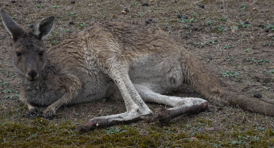 Kangaroo lying on the ground with burnt feet.