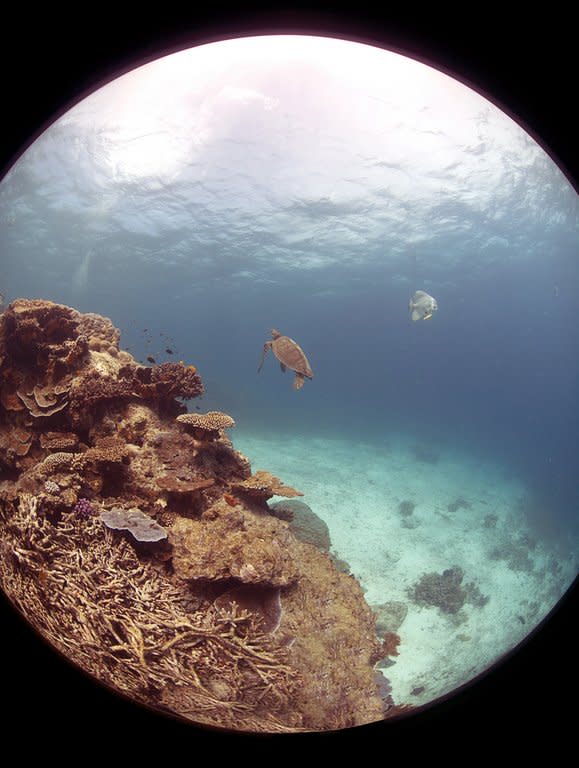 An undated handout photo released on March 1, 2012, by the Catlin Seaview Survey shows a view of the iconic Great Barrier Reef. Australia insisted it was committed to protecting the Great Barrier Reef on Saturday after the UN warned that the natural wonder's world heritage status could be in downgraded in 2014