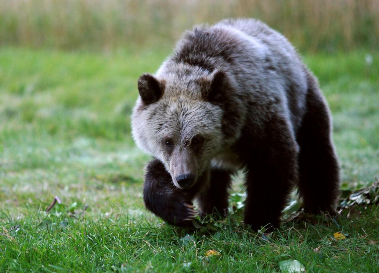 A man was attacked by a female grizzly in northern B.C., but he remembered a story he'd heard about another person in a similar situation and fought back. (Alan Rogers/Casper Star-Tribune/The Associated Press - image credit)