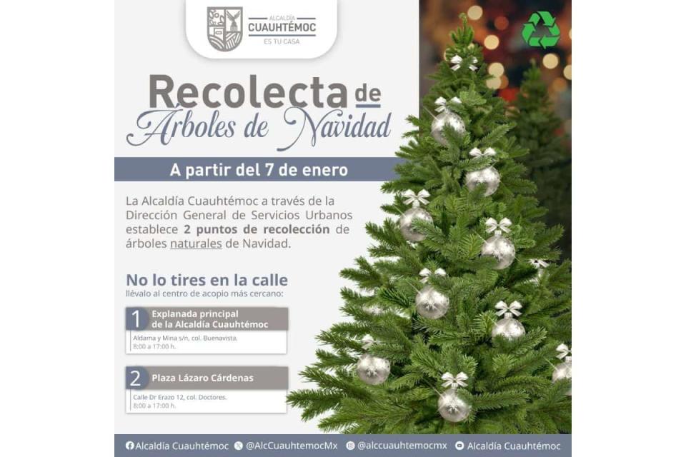 recoleccion arboles de navidad