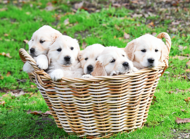 Baby talk: How could you NOT talk cute to a bunch of adorable puppies? (Rex)