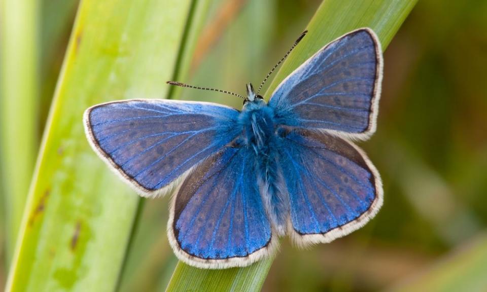 Common blue butterfly (Polyommatus icarus)