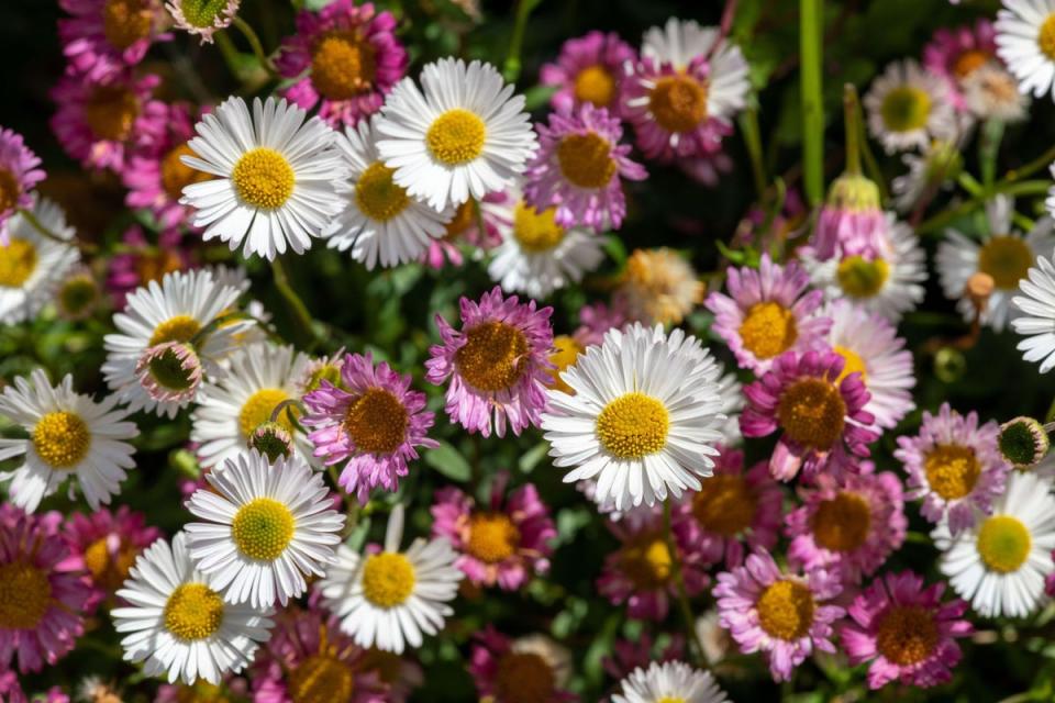 Mexican fleabane (erigeron karvinskianus) flowers in bloom (Alamy Stock Photo)