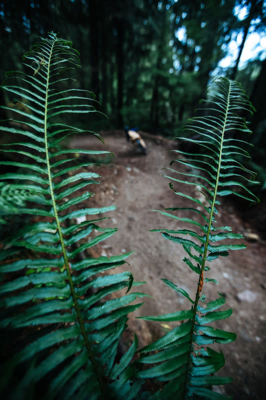 <p>Photo: Ryan Creary</p><p>Framed by ferns. Elliot Jamieson, Mt. Seymour, North Vancouver, B.C.</p>