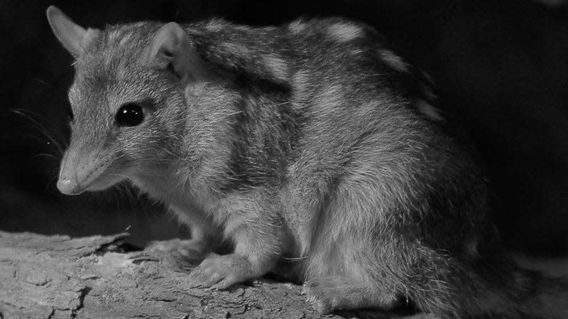 The endangered northern quoll is a small marsupial threatened by the presence of cane toads. The amphibians are deadly poisonous to the mammals, and northern quolls have been driven locally extinct because of the toads. 