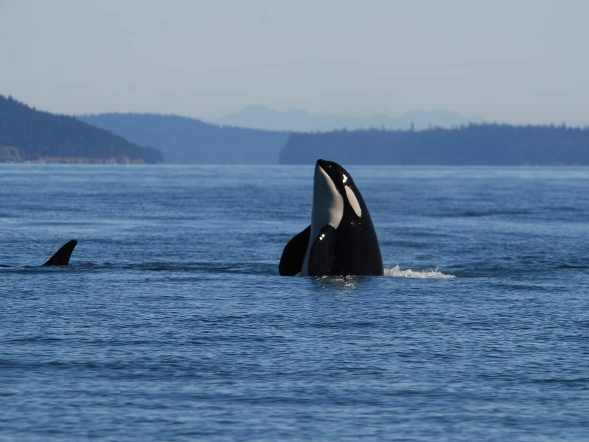 A southern resident killer whale swims in the Salish Sea in 2018. An endangered species, this population of just over 70 individuals lives year-round off the coasts of Oregon, Washington and British Columbia. (Joe Gaydos, UC Davis - image credit)