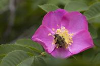 <p>Found in a variety of colors, all with the same, fragrant scent, the <a href="https://statesymbolsusa.org/symbol-official-item/iowa/state-flower/wild-prairie-rose" rel="nofollow noopener" target="_blank" data-ylk="slk:wild prairie rose;elm:context_link;itc:0;sec:content-canvas" class="link ">wild prairie rose</a> has been the state flower of Iowa since 1897.</p>