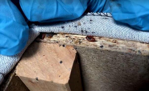 A bedbug is seen crawling on the frame of a sofa in a home in L'Hay-les-Roses, just outside Paris, France, Sept. 29, 2023. / Credit: REUTERS