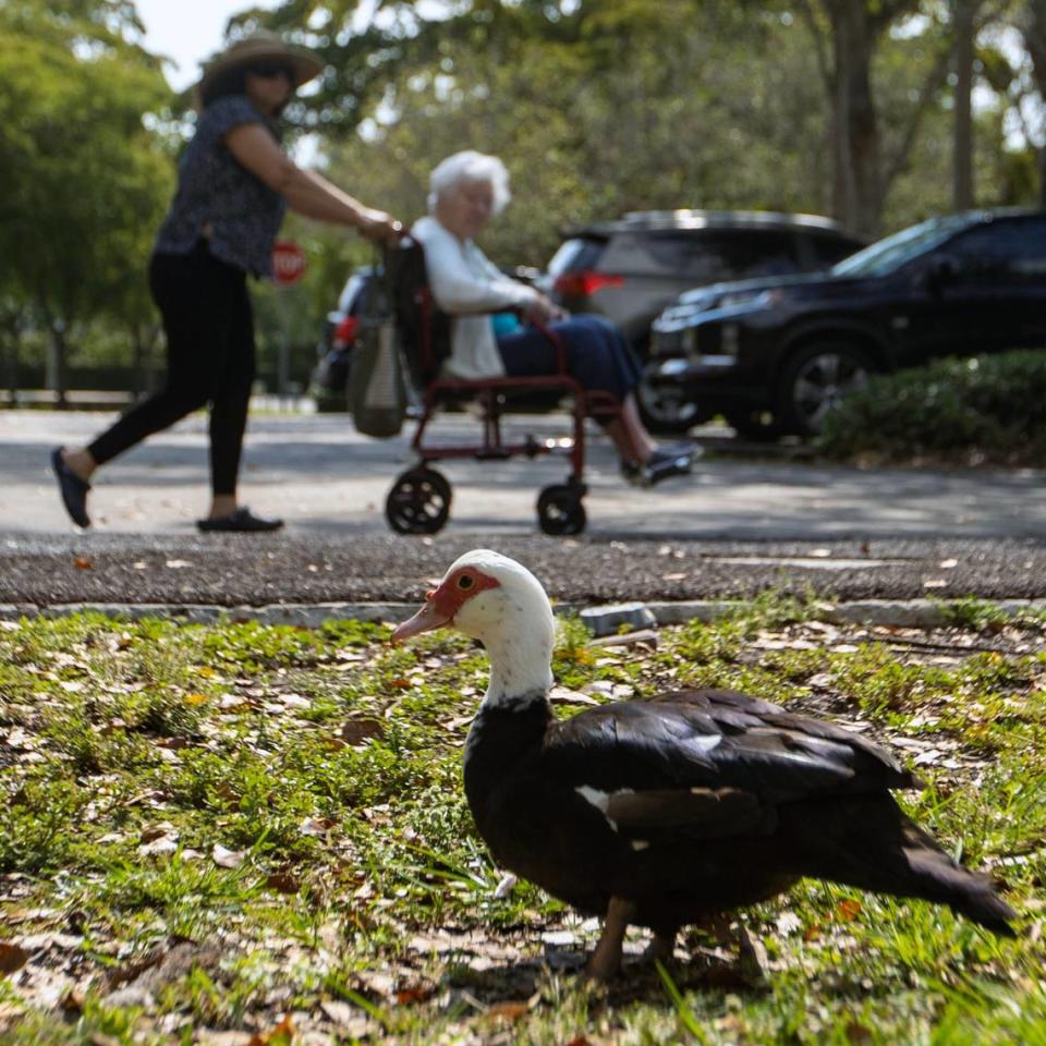 People go past a Muscovy duck at Coral Reef Park in Palmetto Bay, Florida, on Thursday, April 13, 2023.