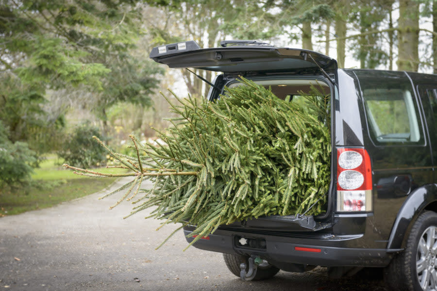 A woman actually, successfully returned her dead Christmas tree