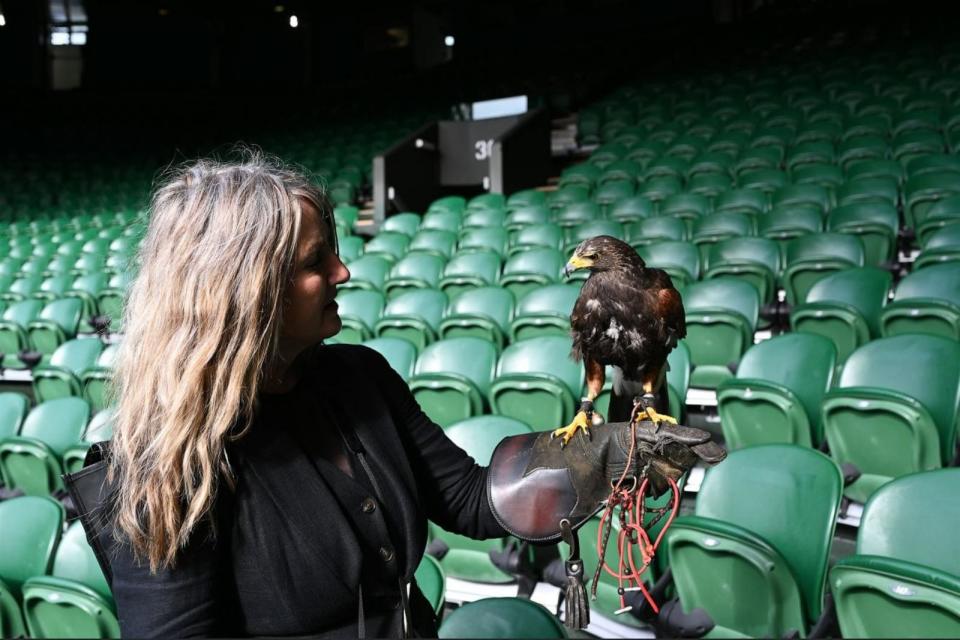 PHOTO: Rufus the hawk and owner Donna Davis talk to ABC News from the stands of Centre Court on Sunday, July 7, 2024. (ABC News)