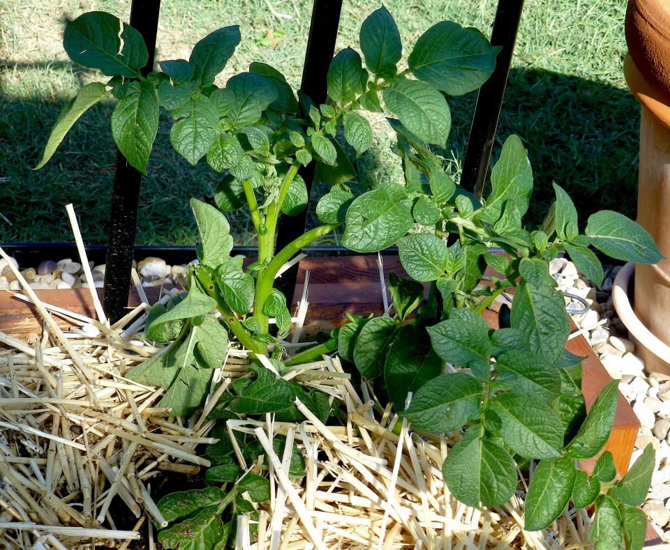 Potatoes growing in a raised bed have been hilled up using straw as the organic matter mixed with soil. Shoots are ready for additional hilling up when stems have grown another six inches. Continue this practice until plants mature.