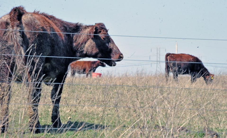 Project Wayne Onward aims to connect farmers of all stripes, including those who raise steers.