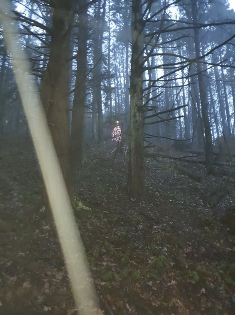 a decorated Christmas tree in the middle of the woods