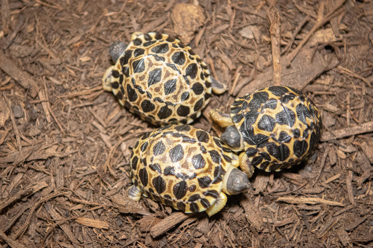 Jalapeño, the farthest to the right, has the darkest shell of the three hatchlings. Dill and Gherkin  have lighter shells, but Gherkin has a white dot marked on the center of its shell. (Jackelin Reyna / Houston Zoo)