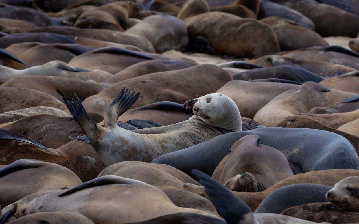 The sea lions could stay on the beach for weeks