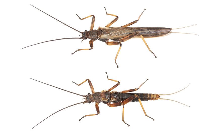 Stoneflies are evolving to lose their wings (Picture: University of Otago)