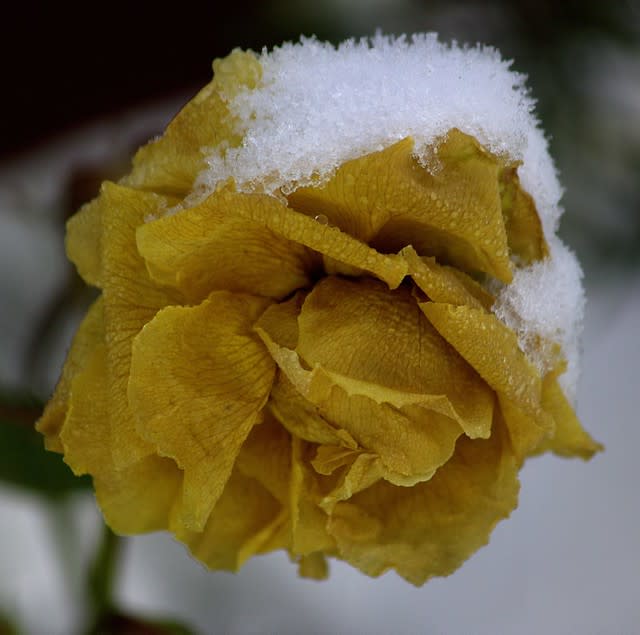 Frozen Rose