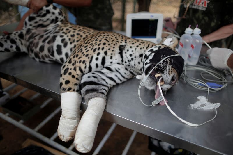 An adult female jaguar named Amanaci receives stem cell treatment on her paws after burn injuries during a fire in Pantanal, at NGO Nex Institute in Corumba de Goias